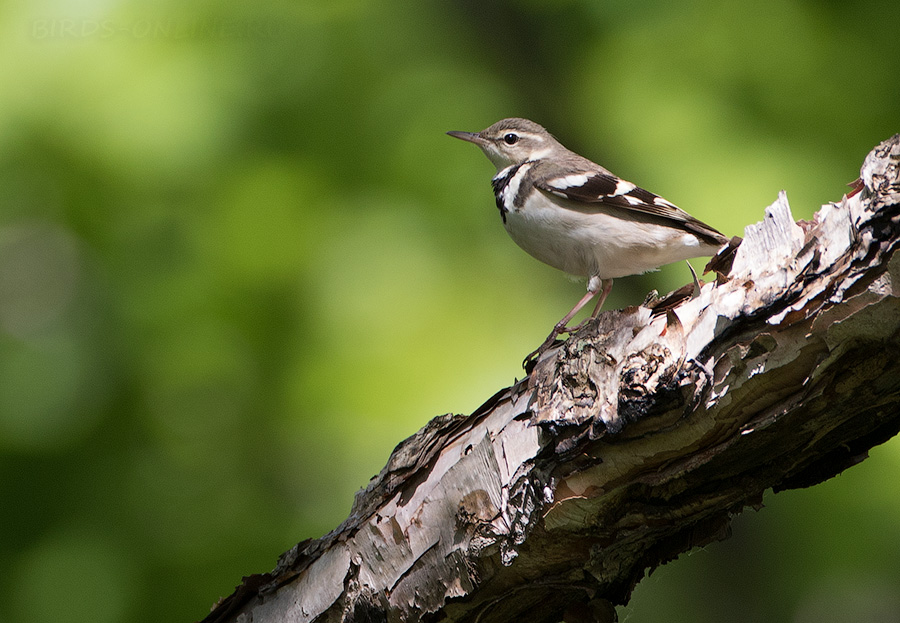 Древесная трясогузка (Dendronanthus indicus)
Keywords: Древесная трясогузка Dendronanthus indicus primorye2016