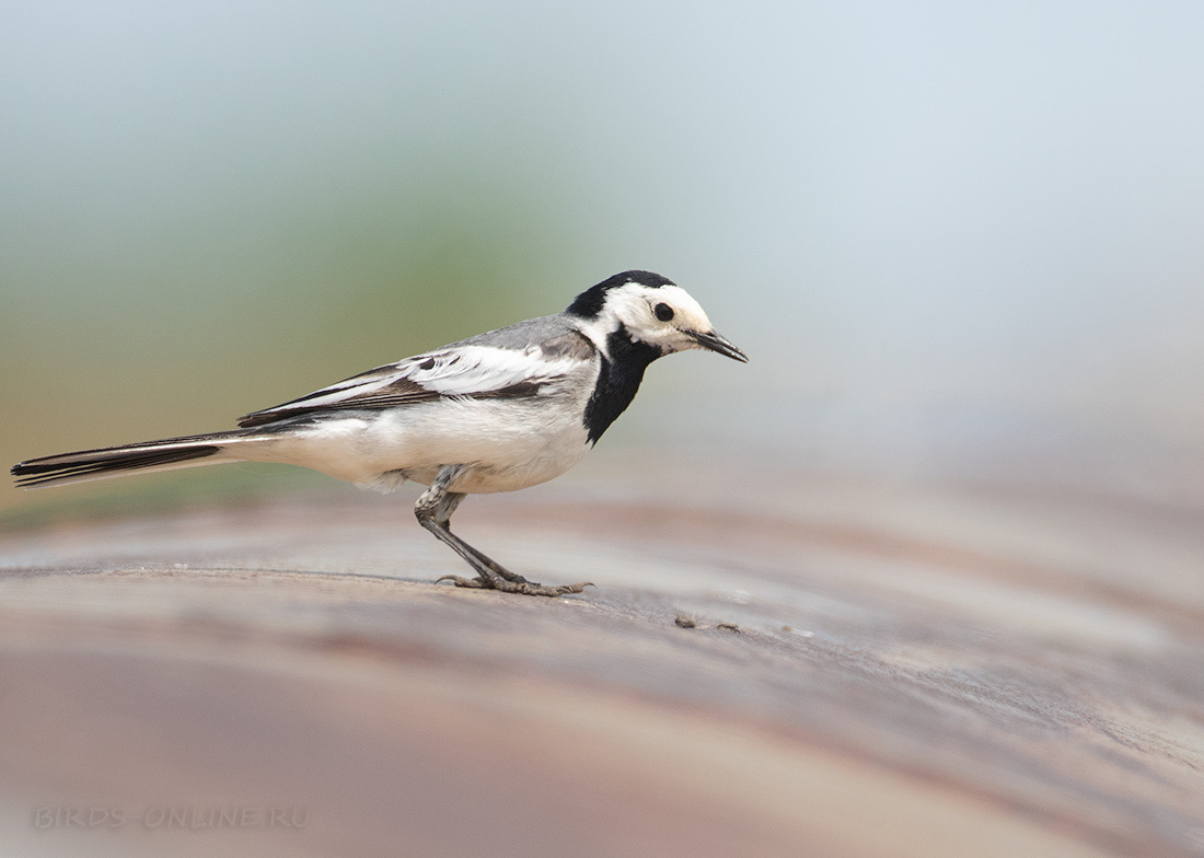 Байкальская белая трясогузка (Motacilla alba baicalensis)
Keywords: Байкальская белая трясогузка Motacilla alba baicalensis buryatia2021