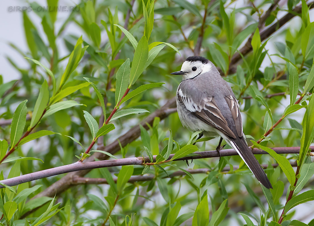 Байкальская белая трясогузка (Motacilla alba baicalensis)
Keywords: Байкальская белая трясогузка Motacilla alba baicalensis buryatia2021