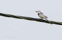 Китайская белая трясогузка Motacilla alba leucopsis amur2015
Filename=IMG_2211.jpg
Filesize=137KB
Dimensions=900x590
Date added=Jul 08, 2015 IMG_2211.jpg