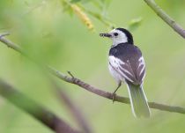 Китайская белая трясогузка Motacilla alba leucopsis amur2015
Filename=IMG_2297.jpg
Filesize=157KB
Dimensions=900x648
Date added=Jul 08, 2015 IMG_2297.jpg