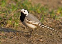 Трясогузка белая Motacilla alba
Filename=IMG_5983.jpg
Filesize=256KB
Dimensions=900x644
Date added=May 07, 2011 IMG_5983.jpg
