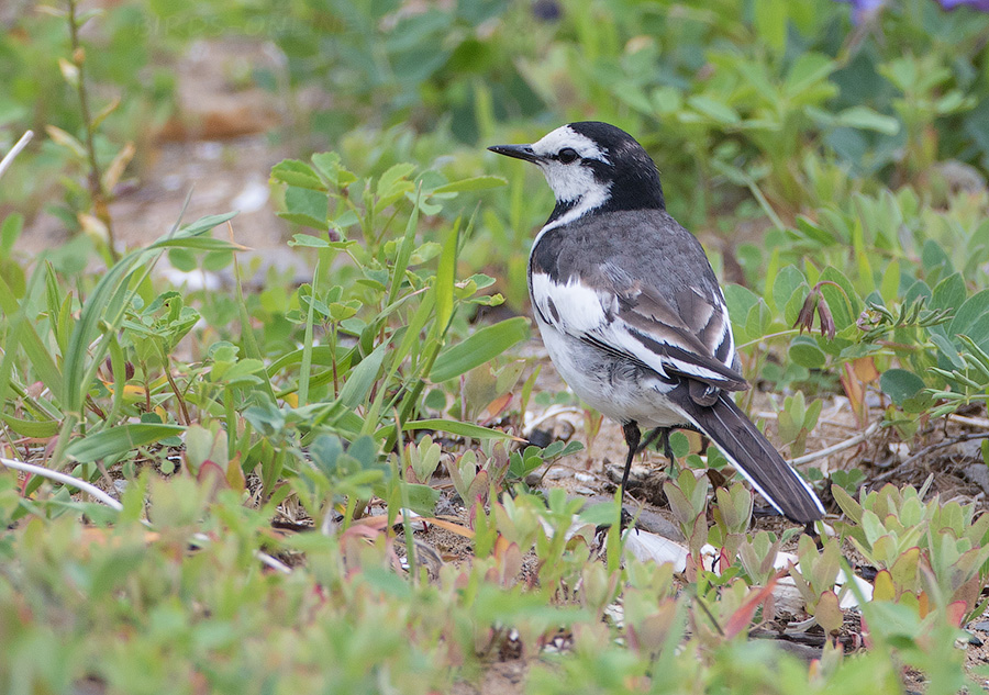 Камчатская трясогузка (Motacilla lugens)
Keywords: Камчатская трясогузка Motacilla lugens primorye2016