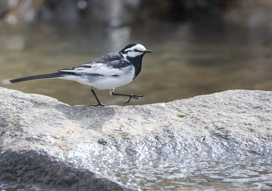 Камчатская трясогузка Motacilla lugens
 
 Click to view full size image