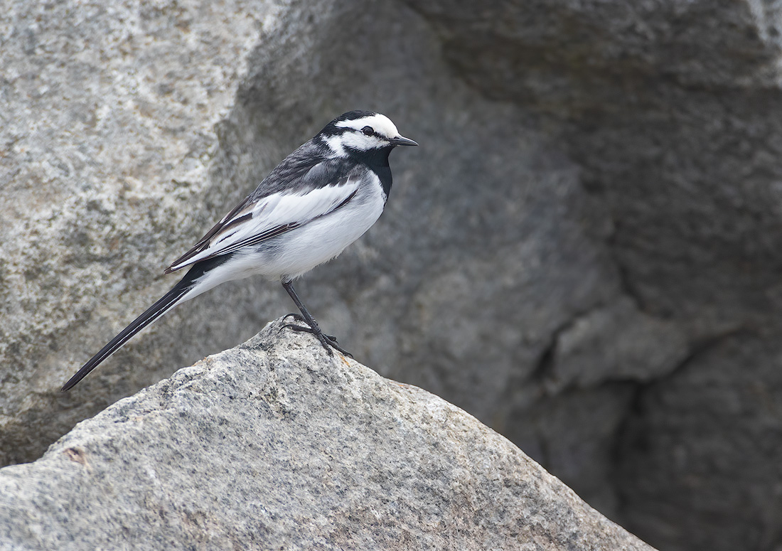 Камчатская трясогузка (Motacilla lugens)
Keywords: Камчатская трясогузка Motacilla lugens