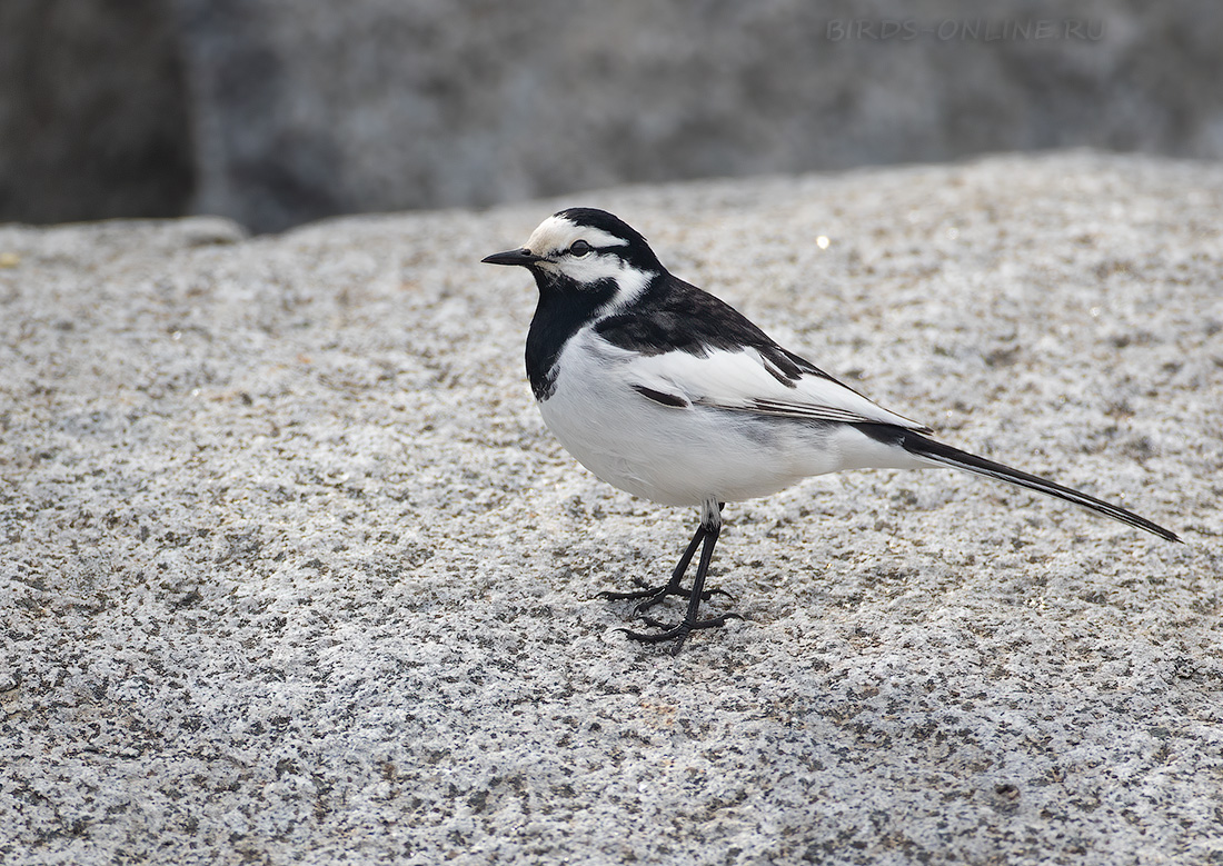 Камчатская трясогузка (Motacilla lugens)
Keywords: Камчатская трясогузка Motacilla lugens