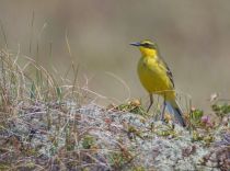 Зеленоголовая трясогузка Motacilla taivana sakhalin2017
Filename=8Z2A3260.jpg
Filesize=261KB
Dimensions=900x671
Date added=Jan 13, 2018 8Z2A3260.jpg
