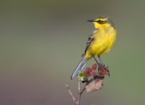 Зеленоголовая трясогузка Motacilla taivana sakhalin2017
Filename=8Z2A3737.jpg
Filesize=117KB
Dimensions=900x659
Date added=Jan 13, 2018 8Z2A3737.jpg