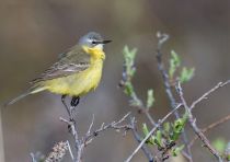 Берингийская жёлтая трясогузка Motacilla tschutschensis yakutia2018
Filename=8Z2A1498.jpg
Filesize=164KB
Dimensions=900x636
Date added=Jan 08, 2019 8Z2A1498.jpg