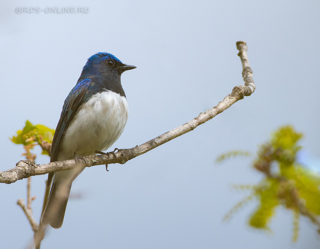 Синяя мухоловка (Cyanoptila cyanomelana)
Keywords: Синяя мухоловка Cyanoptila cyanomelana primorye2023