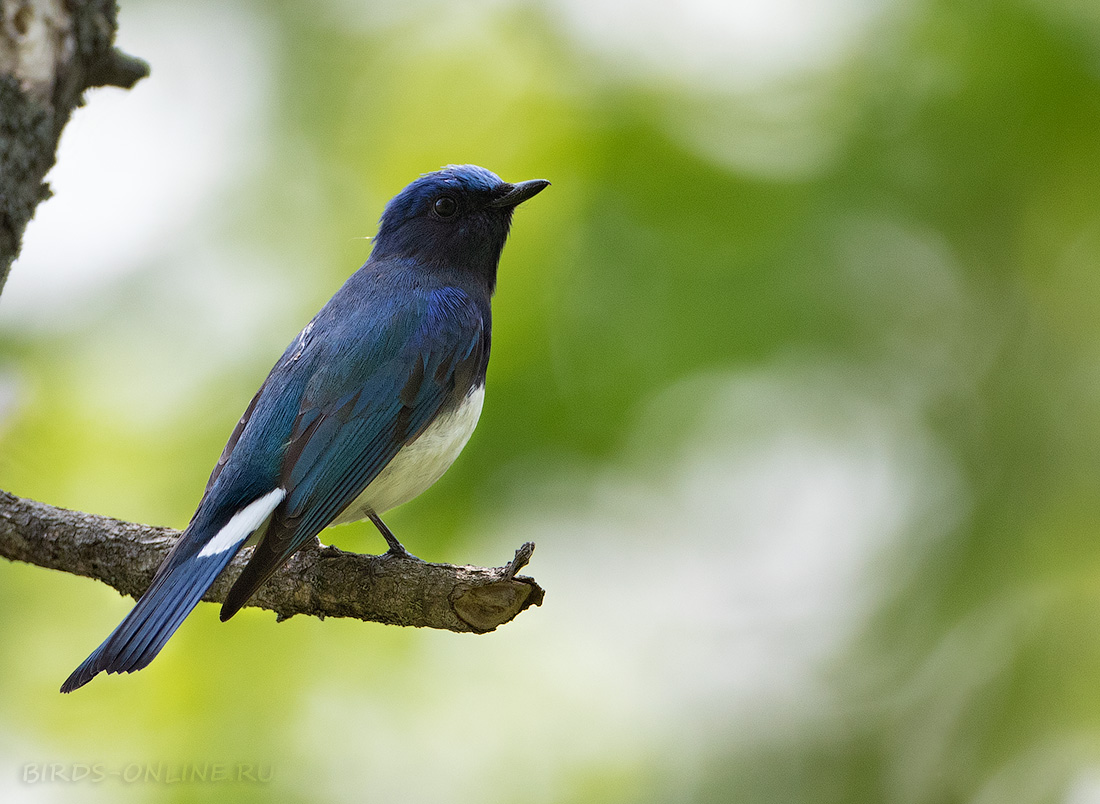 Синяя мухоловка (Cyanoptila cyanomelana)
Keywords: Синяя мухоловка Cyanoptila cyanomelana primorye2023