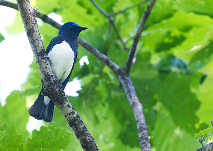 Мухоловка синяя (Cyanoptila cyanomelana)
Keywords: Мухоловка синяя Cyanoptila cyanomelana amur2015