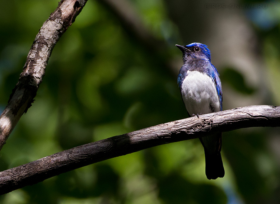 Мухоловка синяя (Cyanoptila cyanomelana)
Keywords: Мухоловка синяя Cyanoptila cyanomelana amur2015