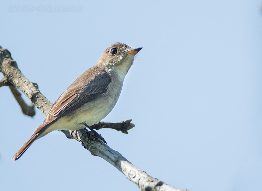 Ширококлювая мухоловка (Muscicapa dauurica/latirostris)
Keywords: Ширококлювая мухоловка Muscicapa dauurica latirostris primorye2016