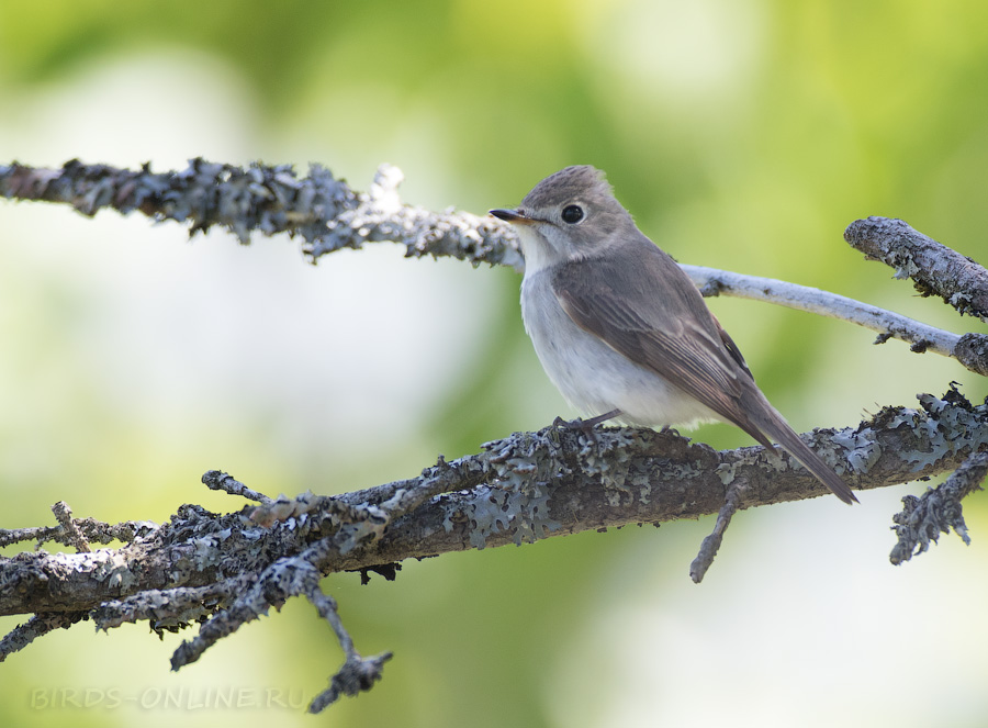 Ширококлювая мухоловка (Muscicapa dauurica/latirostris)
Keywords: Ширококлювая мухоловка Muscicapa dauurica latirostris sakhalin2017