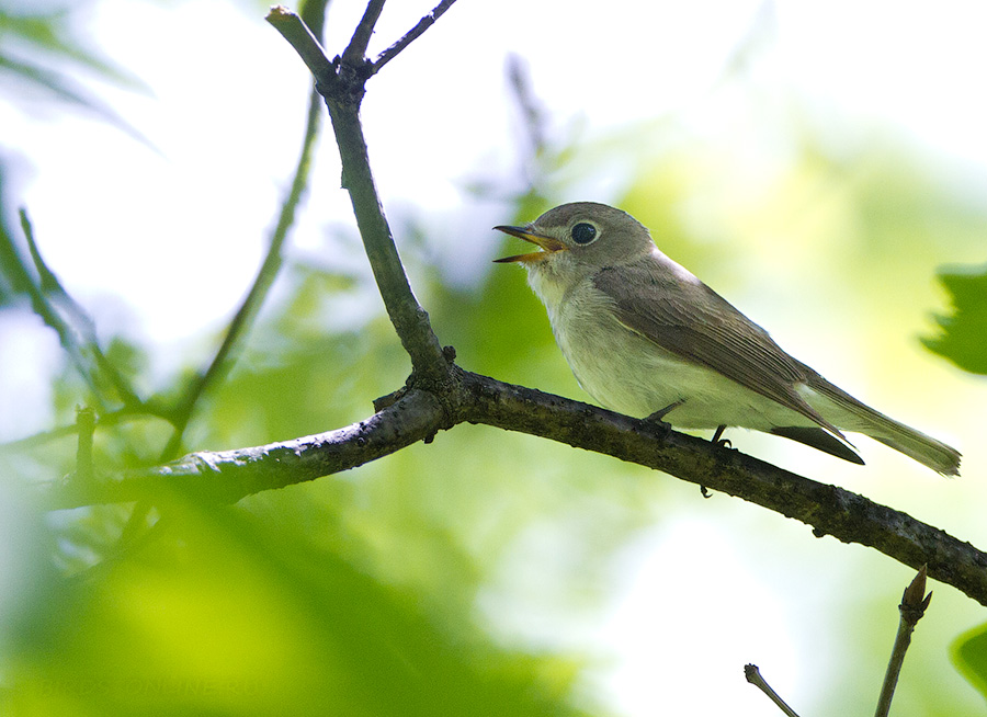 Ширококлювая мухоловка (Muscicapa dauurica/latirostris)
Keywords: Ширококлювая мухоловка Muscicapa dauurica latirostris amur2015