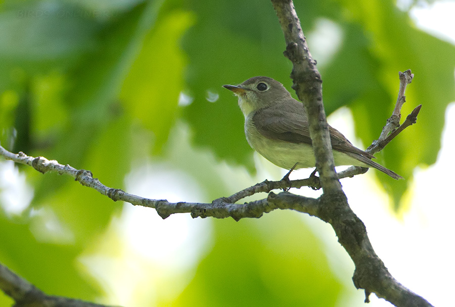 Ширококлювая мухоловка (Muscicapa dauurica/latirostris)
Keywords: Ширококлювая мухоловка Muscicapa dauurica latirostris amur2015