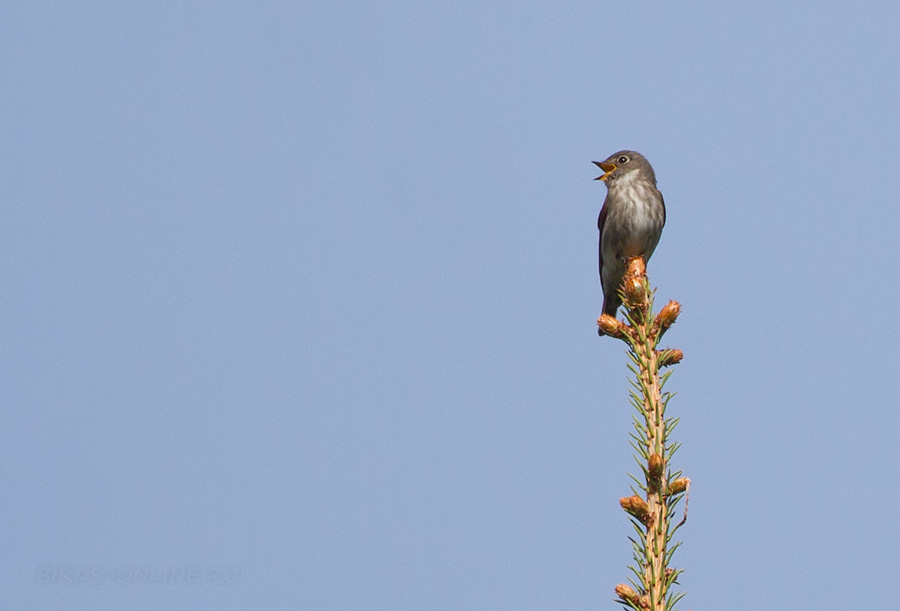 Мухоловка сибирская (Muscicapa sibirica)
Keywords: Мухоловка сибирская Muscicapa sibirica amur2015