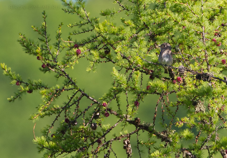 Мухоловка сибирская (Muscicapa sibirica)
Keywords: Мухоловка сибирская Muscicapa sibirica amur2015