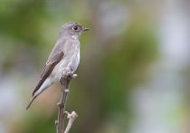 Мухоловка сибирская Muscicapa sibirica primorye2016
Filename=8Z2A1634.jpg
Filesize=197KB
Dimensions=900x633
Date added=Aug 29, 2016 8Z2A1634.jpg