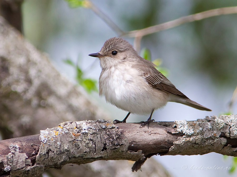 Мухоловка серая (Muscicapa striata)
Keywords: Мухоловка серая Muscicapa striata