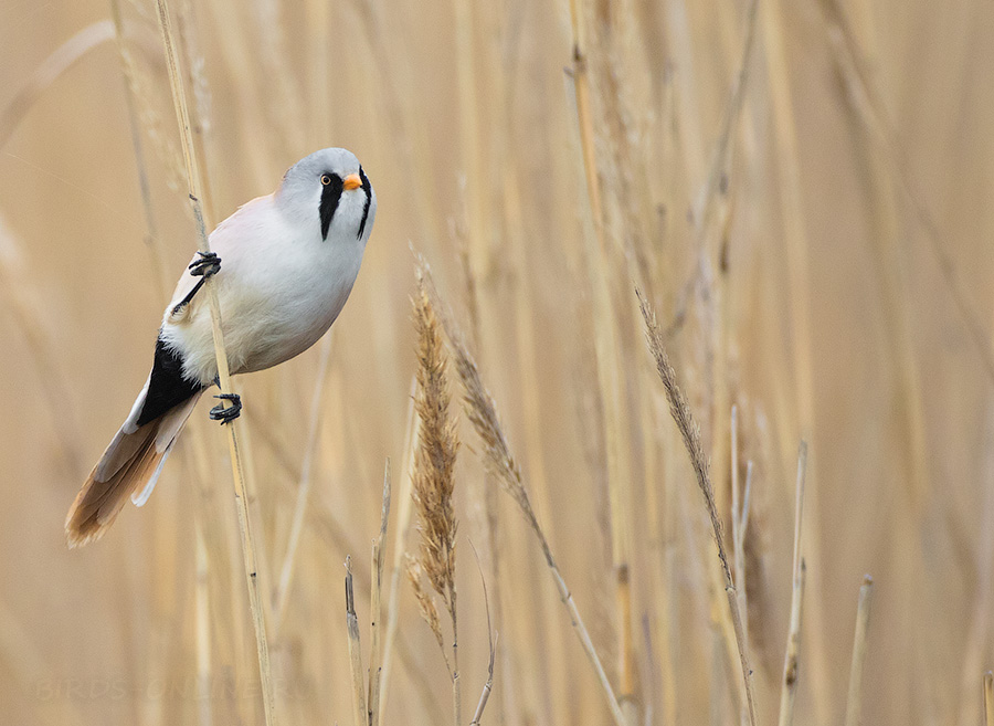 Синица усатая (Panurus biarmicus)
Keywords: Синица усатая Panurus biarmicus kalmykia2016