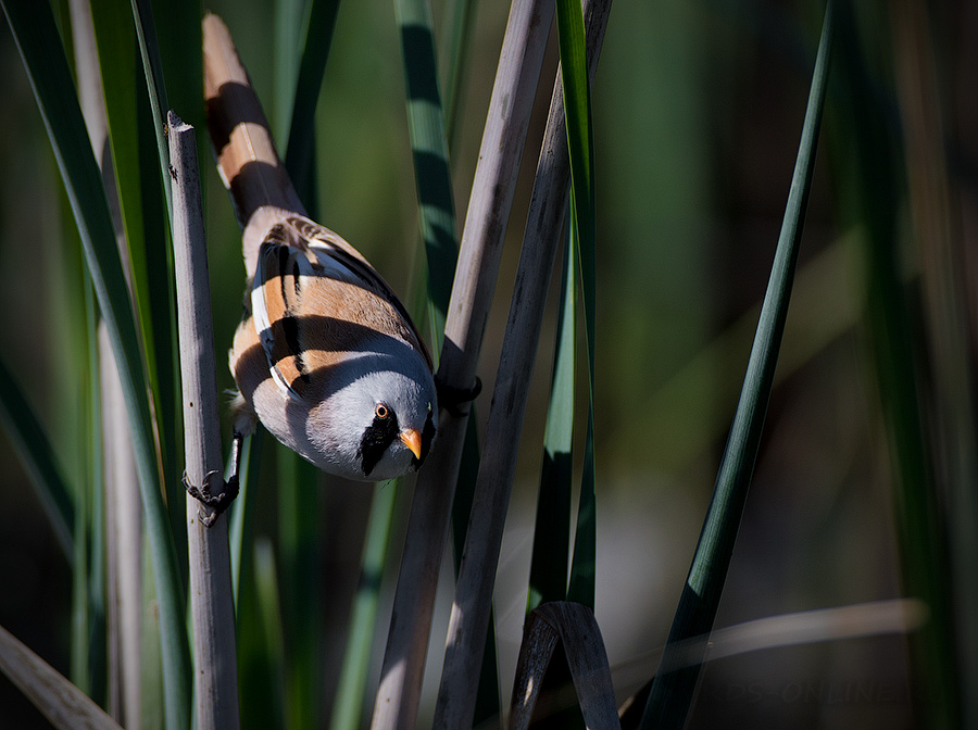 Синица усатая (Panurus biarmicus)
Keywords: Синица усатая Panurus biarmicus kalmykia2016