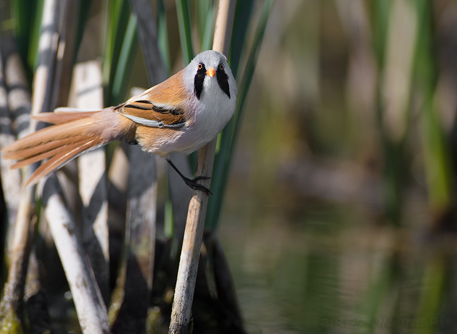 Синица усатая (Panurus biarmicus)
Keywords: Синица усатая Panurus biarmicus kalmykia2016