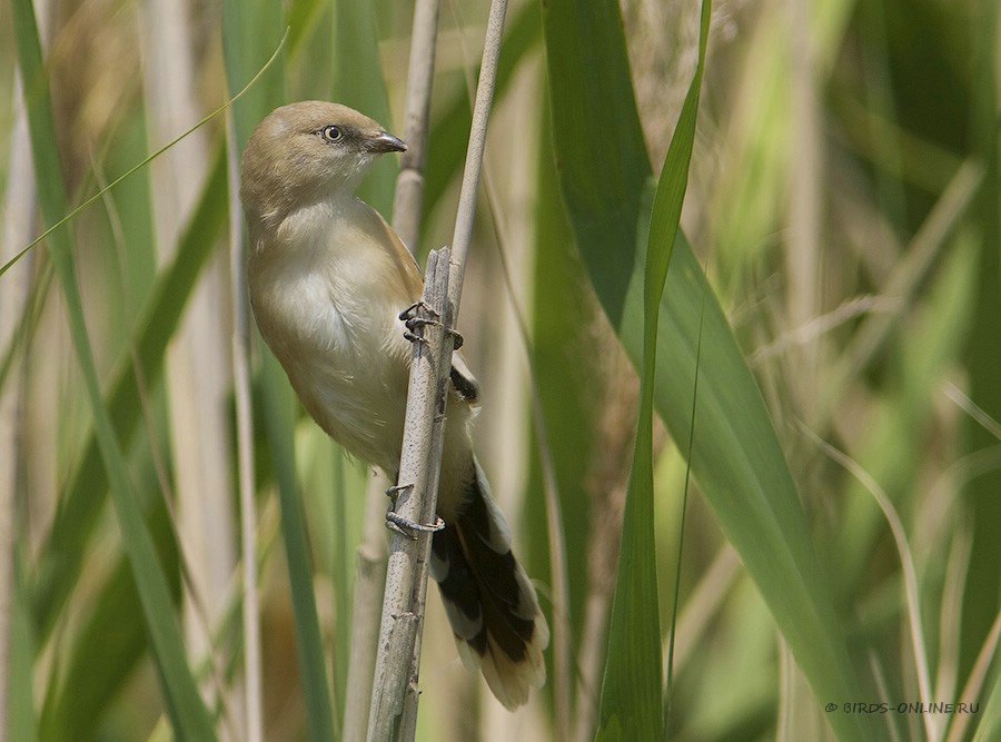 Синица усатая (Panurus biarmicus)
молодая самка
Keywords: Синица усатая Panurus biarmicus manych10