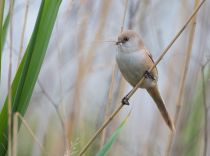 Синица усатая Panurus biarmicus azer2018
Filename=8Z2A9168.jpg
Filesize=169KB
Dimensions=900x669
Date added=May 16, 2018 8Z2A9168.jpg