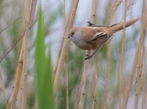 Синица усатая Panurus biarmicus azer2018
Filename=8Z2A9195.jpg
Filesize=185KB
Dimensions=900x669
Date added=May 16, 2018 8Z2A9195.jpg