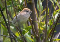 Бурая сутора Paradoxornis webbiana primorye2016
Filename=8Z2A2932.jpg
Filesize=282KB
Dimensions=900x635
Date added=Oct 29, 2016 8Z2A2932.jpg