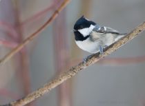 Московка Parus ater
Filename=IMG_6599.jpg
Filesize=132KB
Dimensions=900x661
Date added=Dec 22, 2013 IMG_6599.jpg