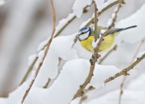 Лазоревка Parus caeruleus
Filename=IMG_5888.jpg
Filesize=157KB
Dimensions=900x646
Date added=Dec 08, 2013 IMG_5888.jpg