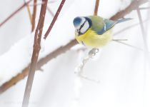 Лазоревка Parus caeruleus
Filename=IMG_5923.jpg
Filesize=117KB
Dimensions=900x647
Date added=Dec 08, 2013 IMG_5923.jpg