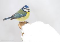 Лазоревка Parus caeruleus
Filename=IMG_5929.jpg
Filesize=137KB
Dimensions=900x637
Date added=Dec 08, 2013 IMG_5929.jpg