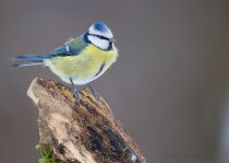 Лазоревка Parus caeruleus
Filename=IMG_6566.jpg
Filesize=173KB
Dimensions=900x640
Date added=Dec 22, 2013 IMG_6566.jpg