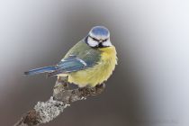 Лазоревка Parus caeruleus
Filename=IMG_6920.jpg
Filesize=118KB
Dimensions=900x600
Date added=Feb 04, 2012 IMG_6920.jpg
