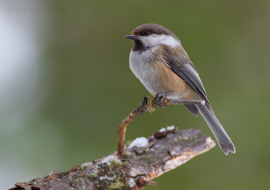 Гаичка сероголовая (Parus cinctus)
Parus cinctus sayanus Sushkin, 1904
Keywords: Гаичка сероголовая Parus cinctus altay2012