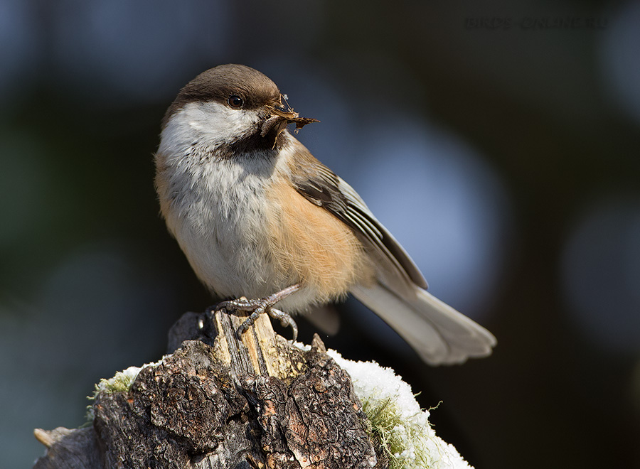 Гаичка сероголовая (Parus cinctus)
Keywords: Гаичка сероголовая Parus cinctus altay2012