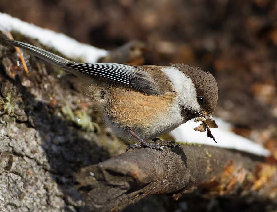 Гаичка сероголовая (Parus cinctus)
Keywords: Гаичка сероголовая Parus cinctus altay2012