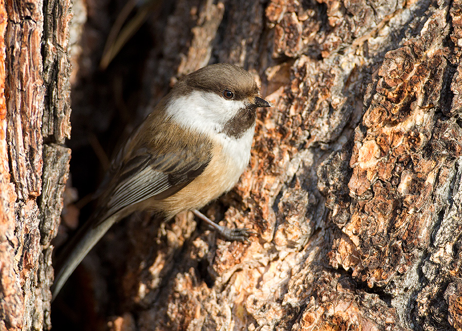 Гаичка сероголовая (Parus cinctus)
Keywords: Гаичка сероголовая Parus cinctus altay2012