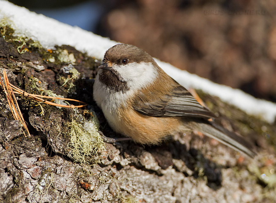 Гаичка сероголовая (Parus cinctus)
Keywords: Гаичка сероголовая Parus cinctus altay2012