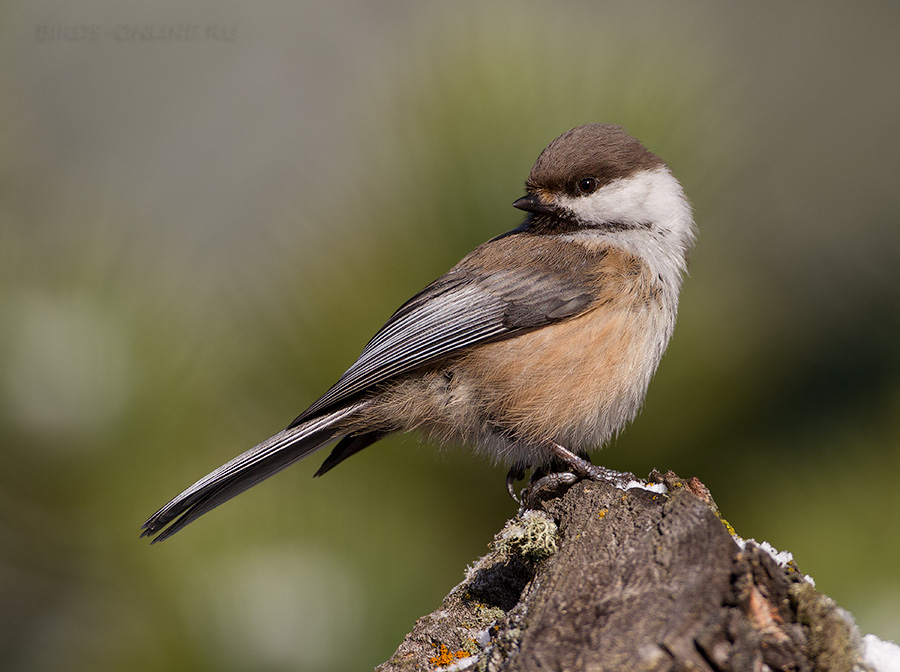 Гаичка сероголовая (Parus cinctus)
Keywords: Гаичка сероголовая Parus cinctus altay2012