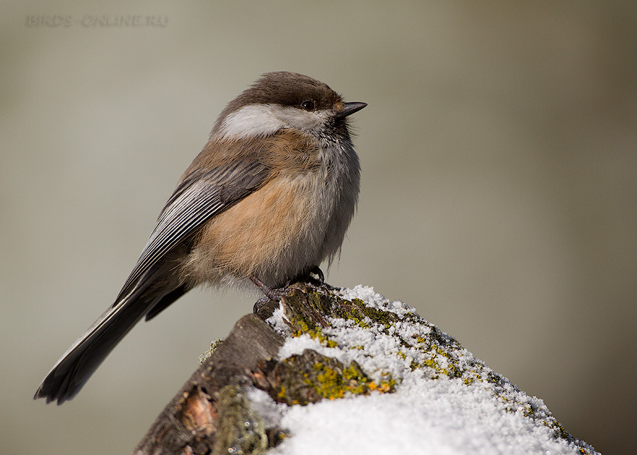 Гаичка сероголовая (Parus cinctus)
Keywords: Гаичка сероголовая Parus cinctus altay2012