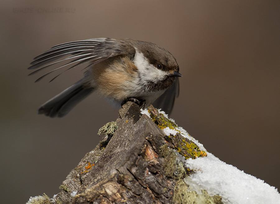 Гаичка сероголовая (Parus cinctus)
Keywords: Гаичка сероголовая Parus cinctus altay2012