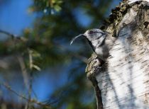 Синица хохлатая Parus cristatus losiny
Filename=8Z2A4563.jpg
Filesize=81KB
Dimensions=900x663
Date added=May 14, 2017 8Z2A4563.jpg
