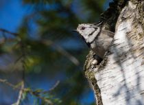 Синица хохлатая Parus cristatus
Filename=8Z2A4670.jpg
Filesize=79KB
Dimensions=900x657
Date added=May 14, 2017 8Z2A4670.jpg