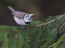 Синица хохлатая Parus cristatus
Filename=8Z2A7976.jpg
Filesize=246KB
Dimensions=900x674
Date added=Dec 25, 2016 8Z2A7976.jpg