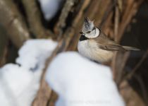 Синица хохлатая Parus cristatus
Filename=8Z2A8043.jpg
Filesize=132KB
Dimensions=900x645
Date added=Feb 25, 2018 8Z2A8043.jpg